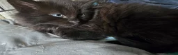 Maine Coon cats for sale:  black fluffy kittens and mom cat - Advert 4