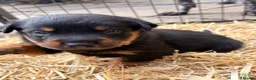 Rottweiler dogs for sale: 🐾 EXCEPTIONAL ROTTWEILER PUPPIES  - Advert 2