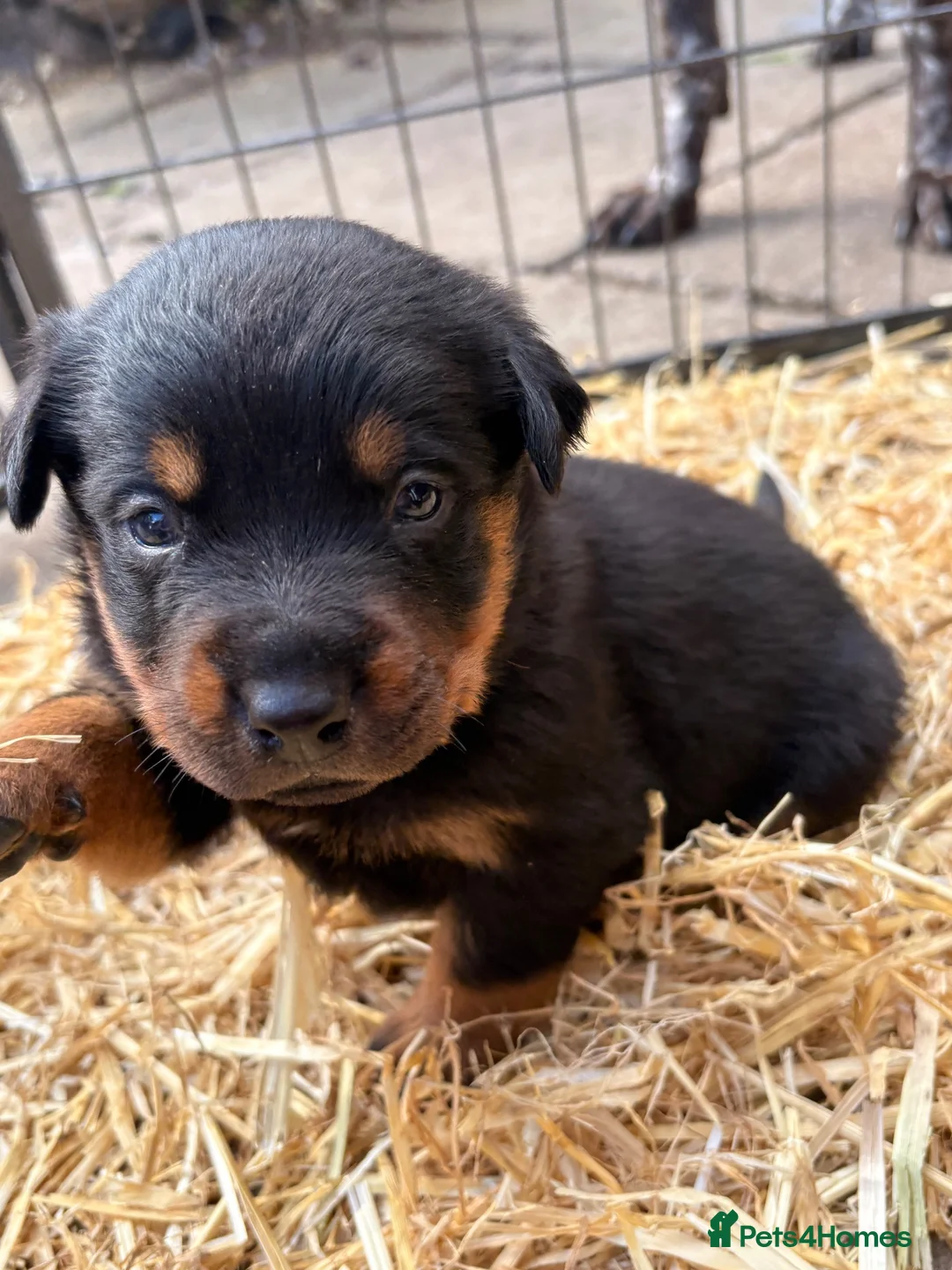 Rottweiler dogs for sale: 🐾 EXCEPTIONAL ROTTWEILER PUPPIES  - Advert 2