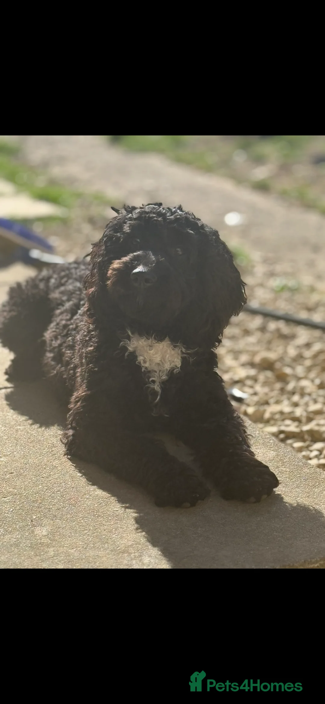 Cockapoo dogs for sale: Tilly  - Advert 1