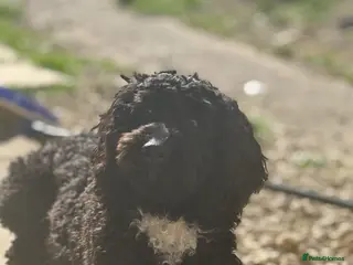 Cockapoo dogs Tilly - Advert 1