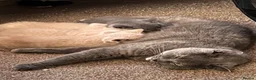 British Longhair cats for sale: Full pedigree GCCF registered British Longhair   - Advert 3