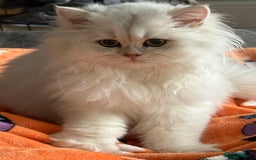 British Longhair cats for sale: Adorable Fluffy White Long-Haired Boy  - Image 2