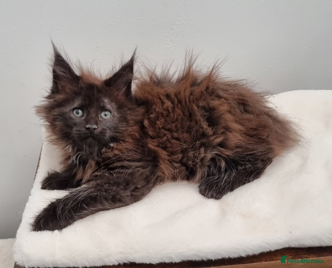 Maine Coon cats for sale: GCCF Pedigree Maine Coon Kittens for sale  - Image 27
