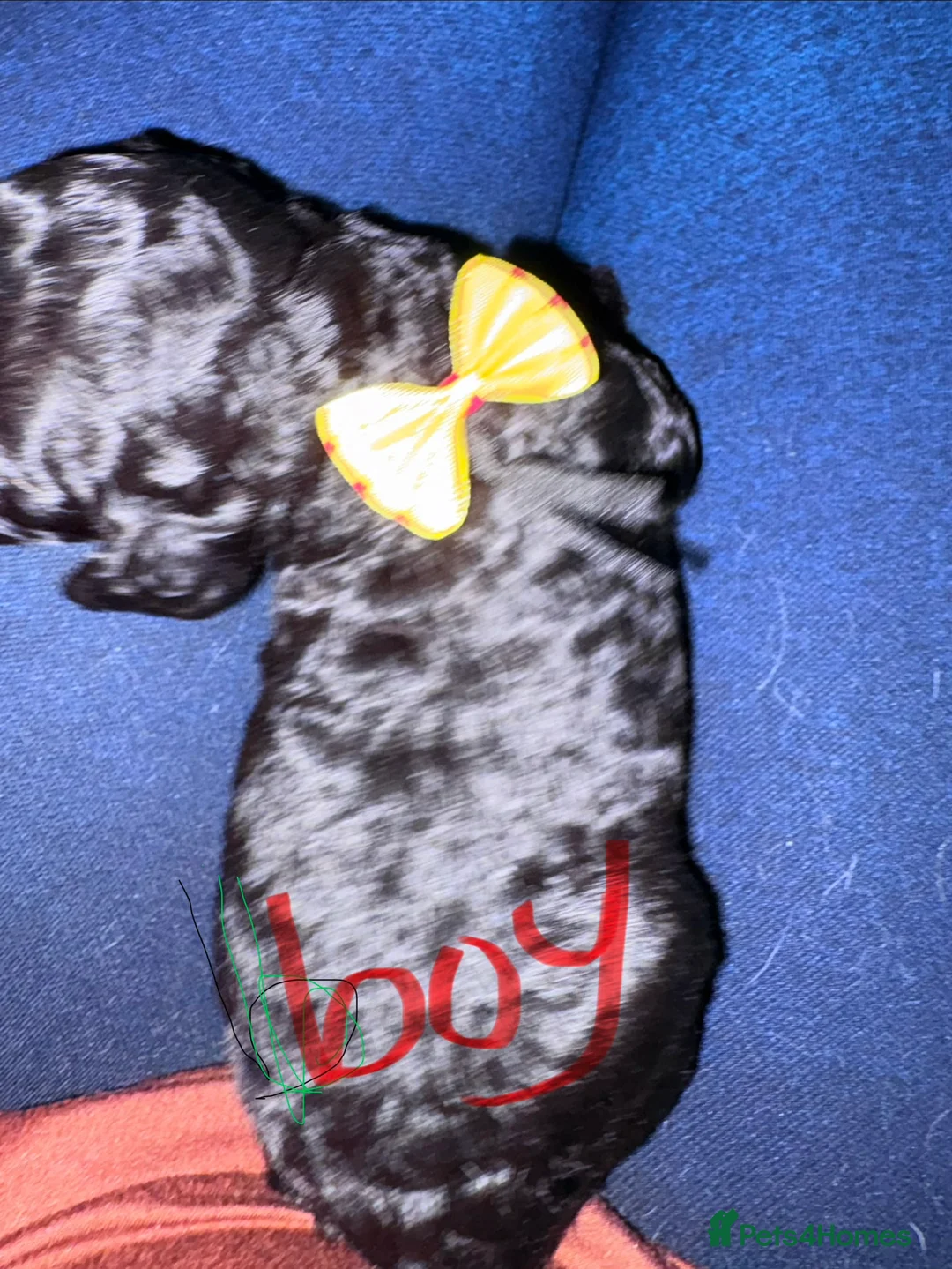 Cockapoo dogs for sale: Stunning fb1 cockapoos  - Advert 7