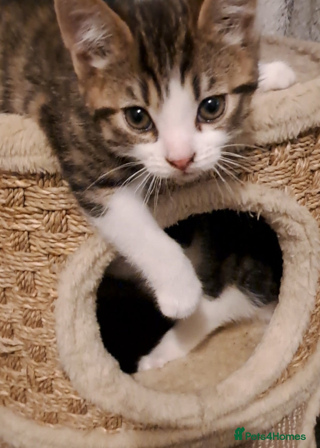 Mixed Breed cats for sale: Beautiful bundles of fun  - Advert 15