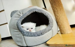 British Shorthair cats for sale: British shorthair kittens  - Image 5