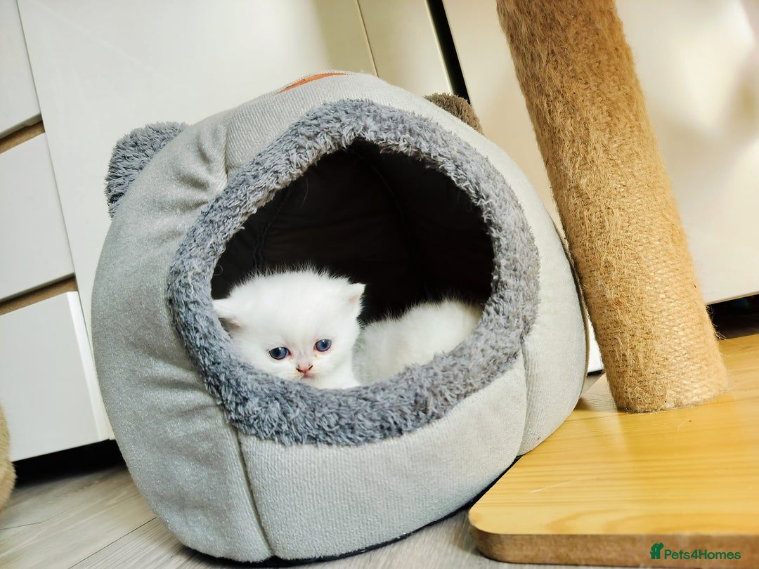 British Shorthair cats for sale: British shorthair kittens  - Image 5