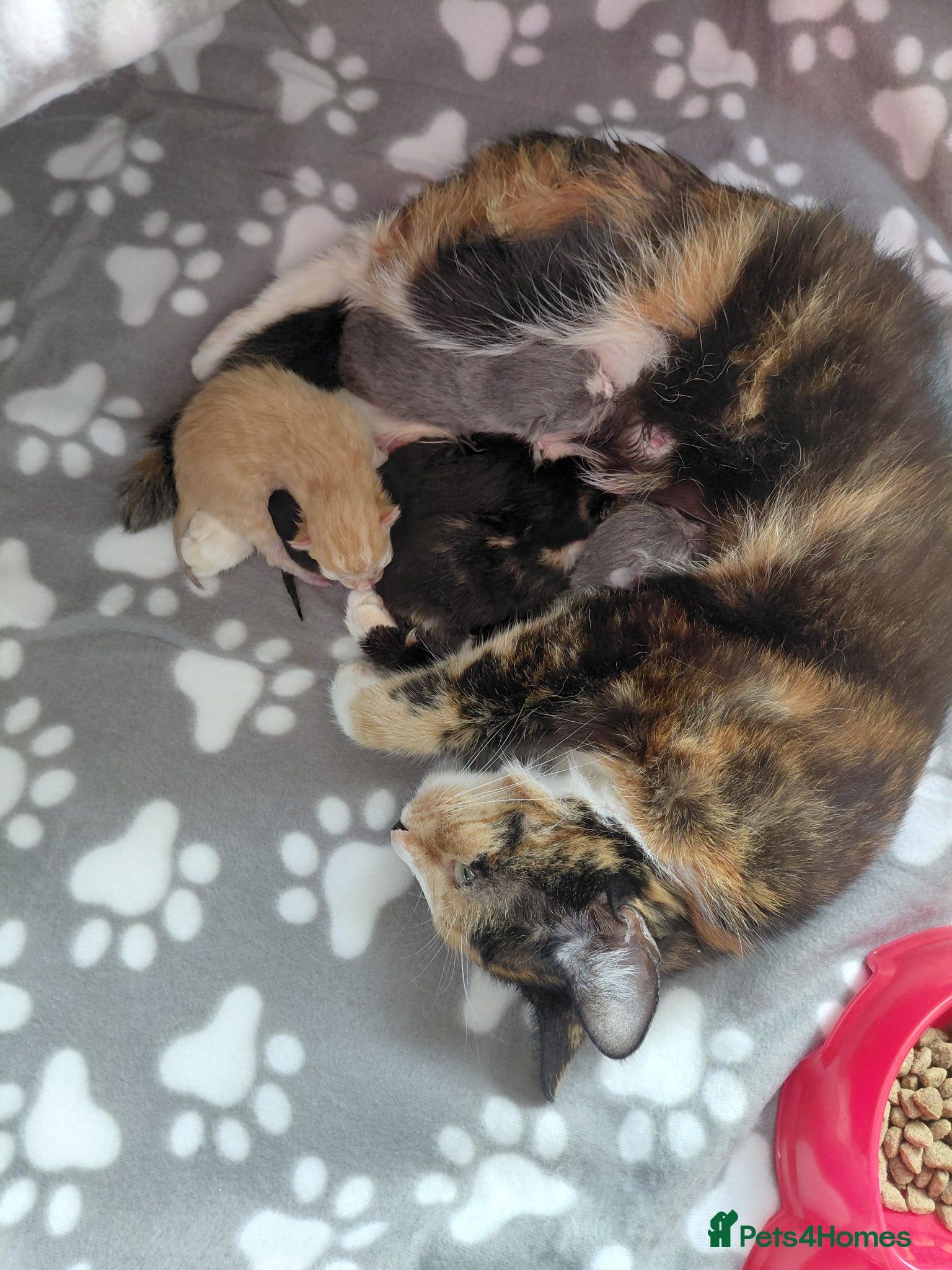 Mixed Breed cats Kittens for sale  - Advert 3