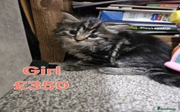 Maine Coon cats for sale: FLUFFY TABBY PART MAINE COON KITTENS - Image 3