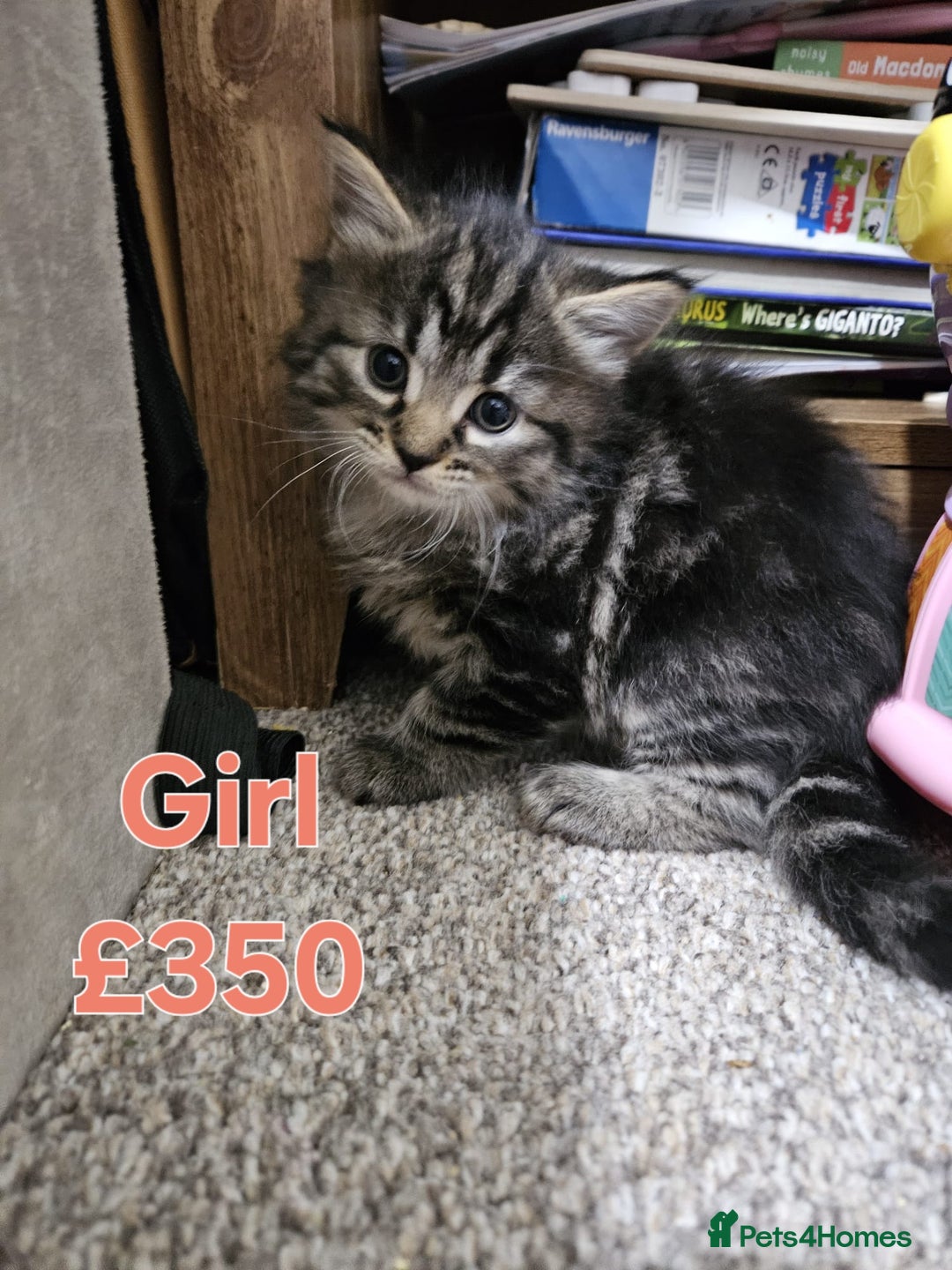 Maine Coon cats for sale: FLUFFY TABBY PART MAINE COON KITTENS - Image 3