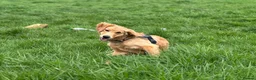 Golden Retriever dogs for sale: KC Golden Retriever Male Puppy Health Tested  - Advert 15