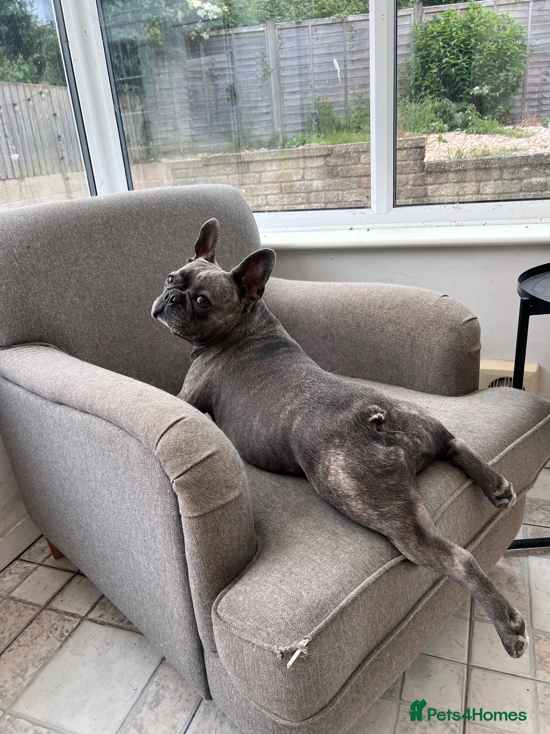 French Bulldog dogs for sale: Rehoming my beloved French bulldog George - Advert 8