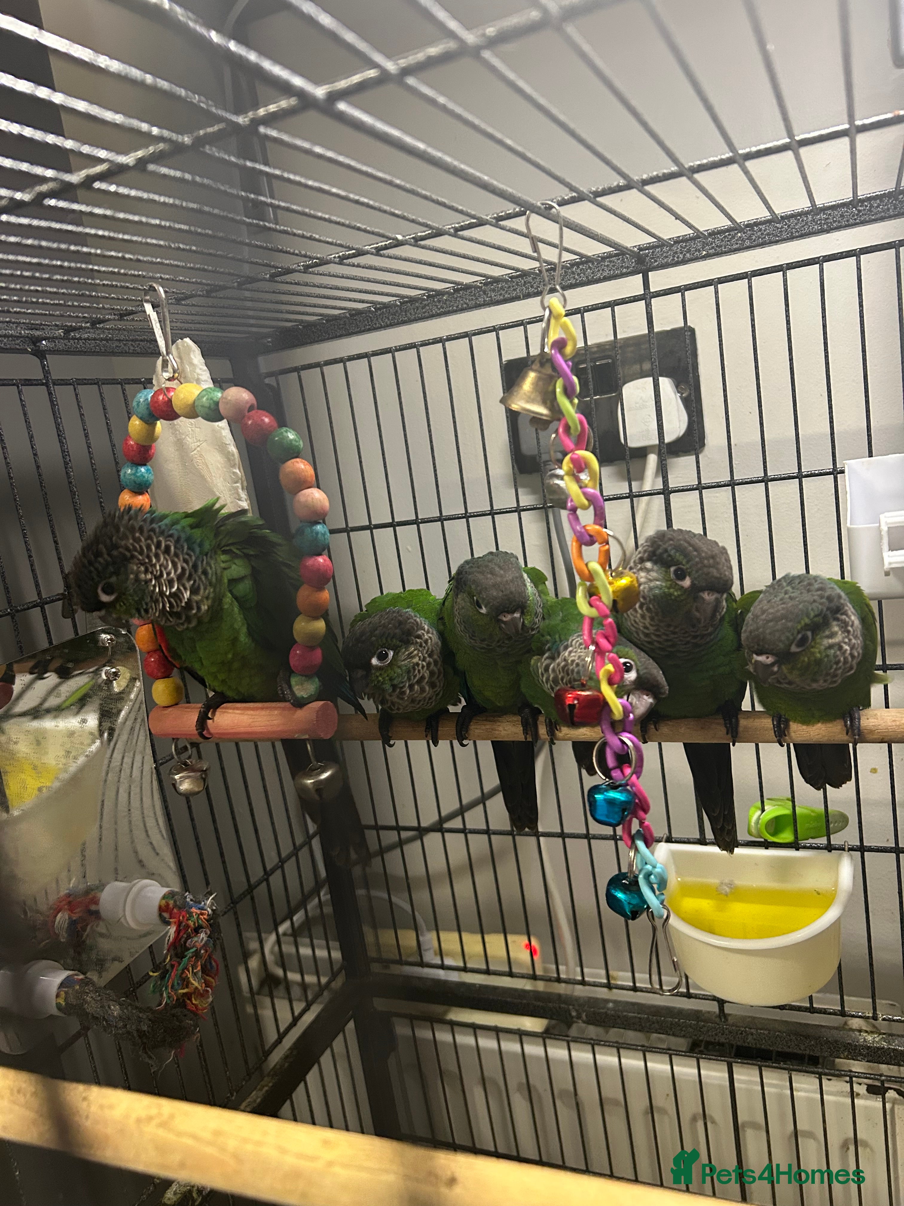 Conures birds Black cap conures for sale - Advert 3