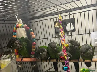 Conures birds Black cap conures for sale - Advert 1