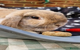 Mini Lop rabbits for sale: 4x Mini Lop Female Bunnies - Image 12