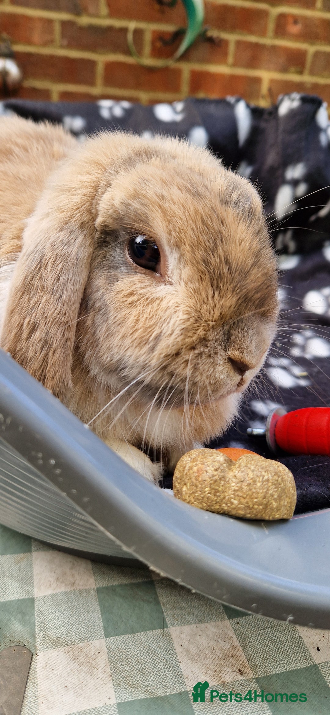 Mini Lop rabbits for sale: 4x Mini Lop Female Bunnies - Image 12