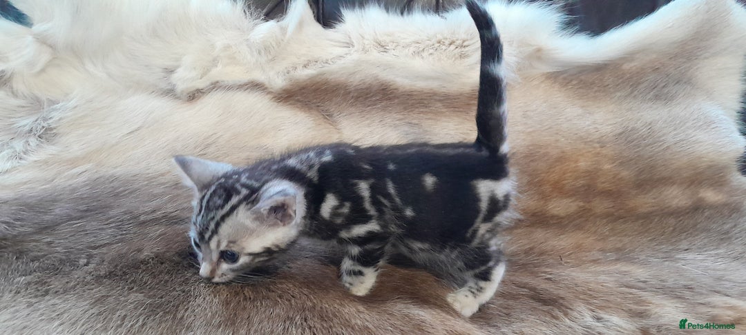Bengal cats for sale: Beautiful Bengal kittens  - Advert 9