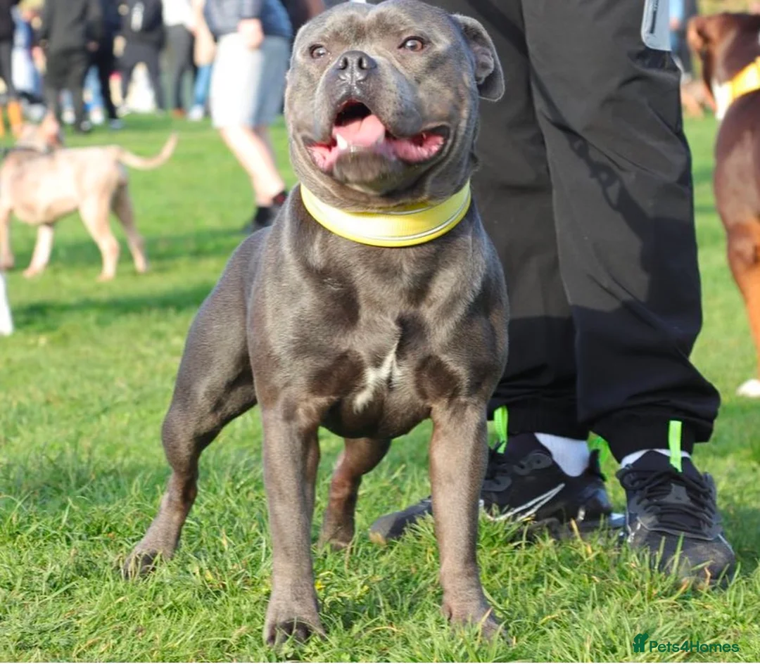 Staffordshire Bull Terrier dogs for sale: 3 stunning male blue staffies puppies  - Advert 8