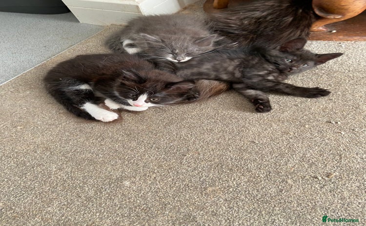 Norwegian Forest Cat cats - Advert 5