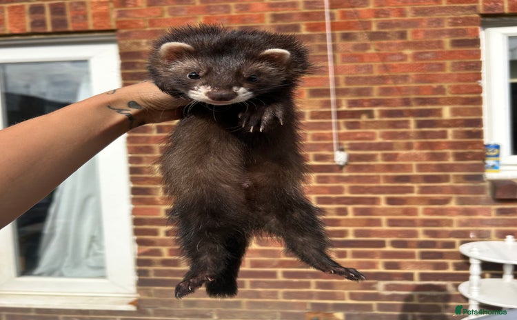 Ferret rodents - Advert 1