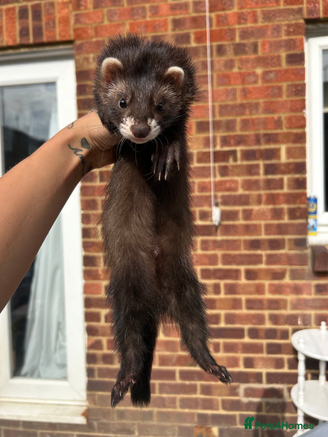 Ferret rodents for sale: 2 semi angora black self babies 1 jill 1 hob left  - Image 1