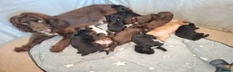 Cocker Spaniel dogs for sale: Cocker spaniels ready to reserve - Advert 10