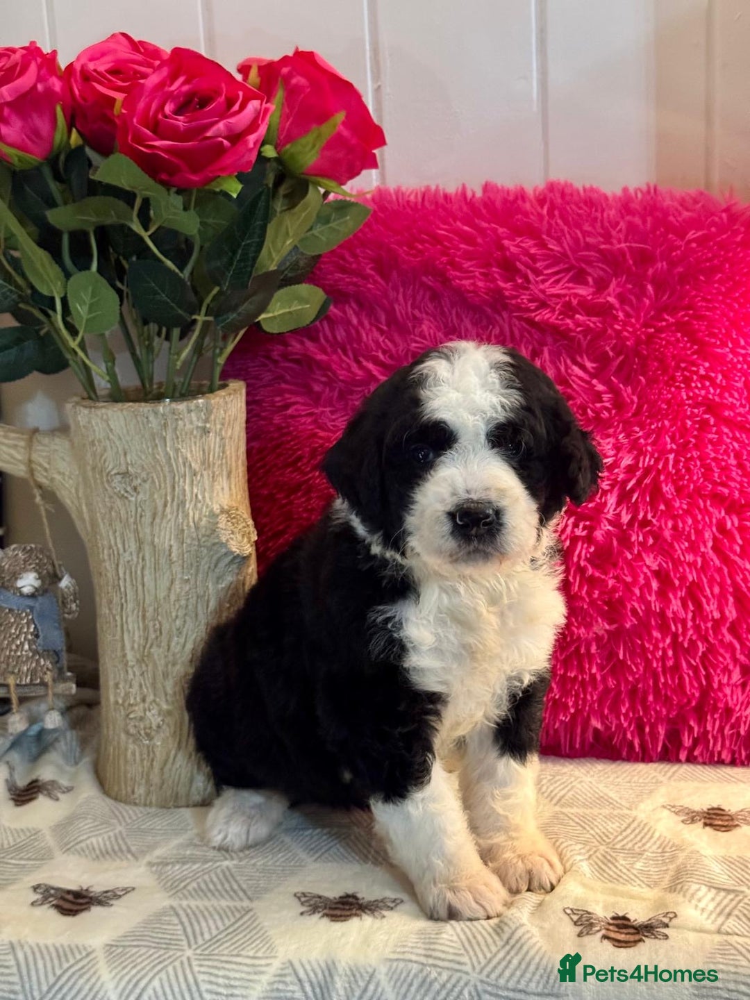 Bernedoodle dogs for sale: 7 mini medium bernedoodle puppies for sale - Advert 3