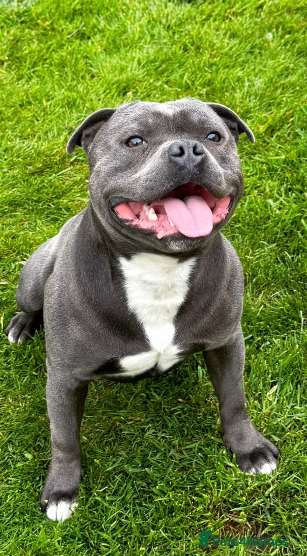 Staffordshire Bull Terrier dogs for sale: Blue✨CHAMPION✨ Staffordshire Bull Terrier Puppy’s  - Advert 39