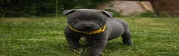 Staffordshire Bull Terrier dogs for sale: Blue KC Registered staffordshire bull terriers  - Advert 12