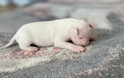 English Bull Terrier dogs for sale: English bull terrier puppy’s  - Image 15