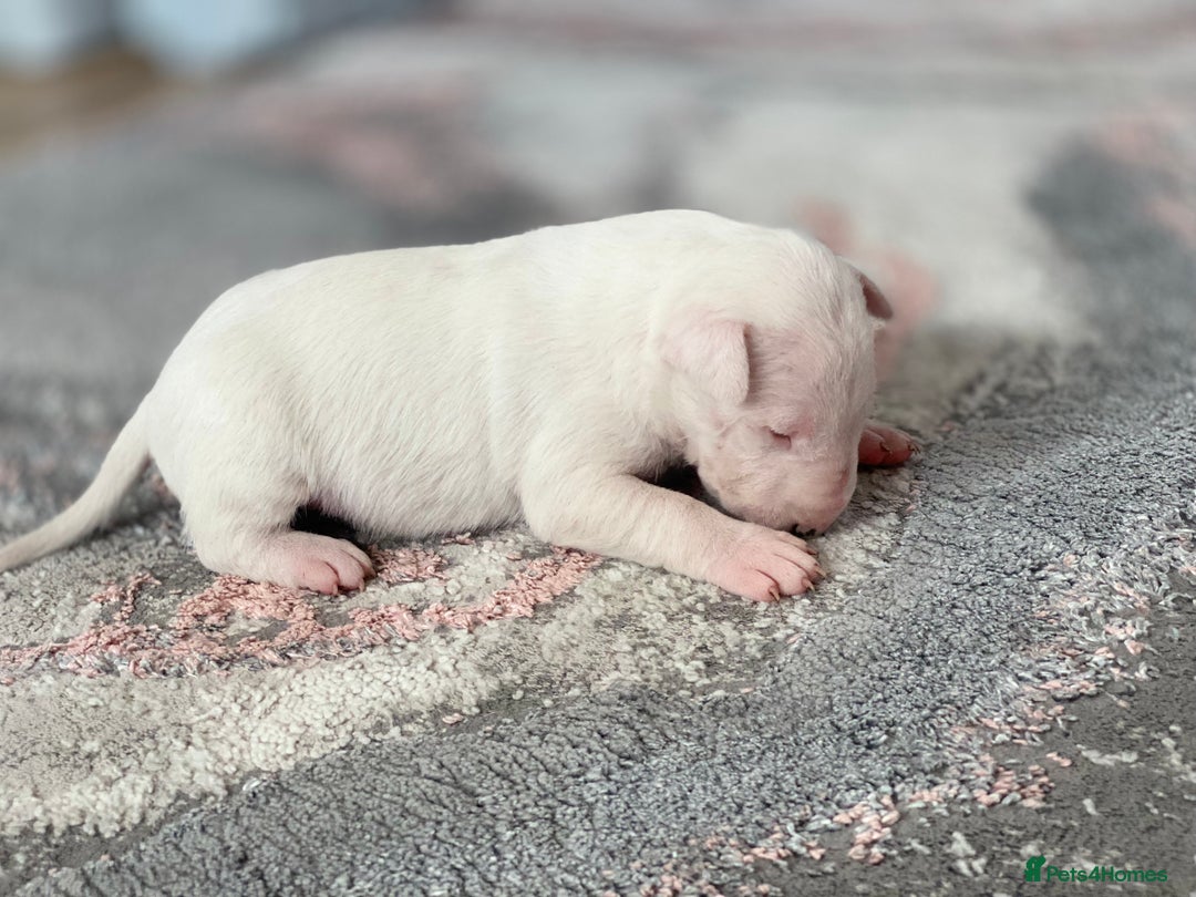 English Bull Terrier dogs for sale: English bull terrier puppy’s  - Image 15