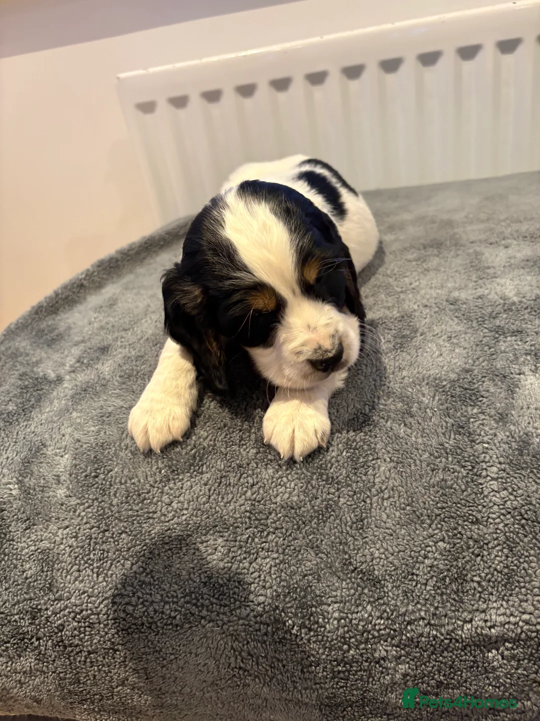 Cocker Spaniel dogs for sale: Cocker spaniel puppies  - Advert 9