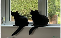Russian Blue cats for sale: Russian blue mix  - Image 18