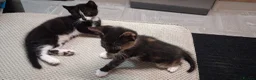 Mixed Breed cats for sale: Adorable playful kittens - Advert 2