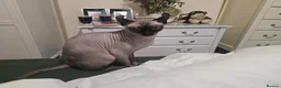 Sphynx cats for stud: Elf sphynx  - Advert 8