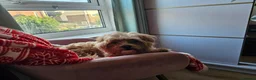 Maltese dogs for sale: LOVING FOREVER HOME WANTED – DOG & KITTEN  - Advert 11
