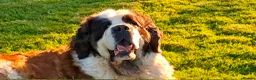 Saint Bernard dogs for sale: Stunning Saint Bernard Puppies in Jedburgh - Advert 6