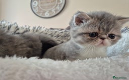Exotic cats for sale: Exotic longhair and short hair kittens  - Image 2