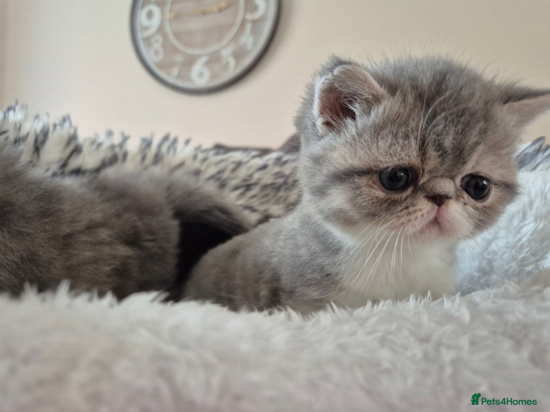 Exotic cats for sale: Exotic longhair and short hair kittens  - Image 2