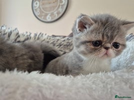 Exotic cats - Advert 1