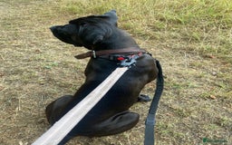 Cane Corso dogs for sale: Roxanna , aka. Roxy  - Image 3