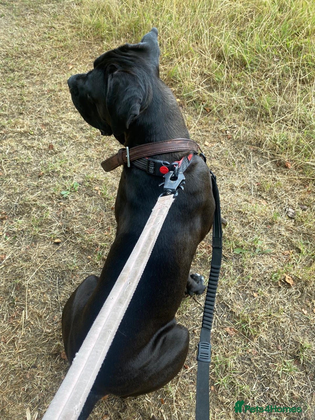 Cane Corso dogs for sale: Roxanna , aka. Roxy  - Image 3