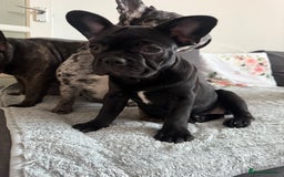 French Bulldog dogs for sale: French Bulldog Puppies 3 Months Old Girl and Boy  - Image 4