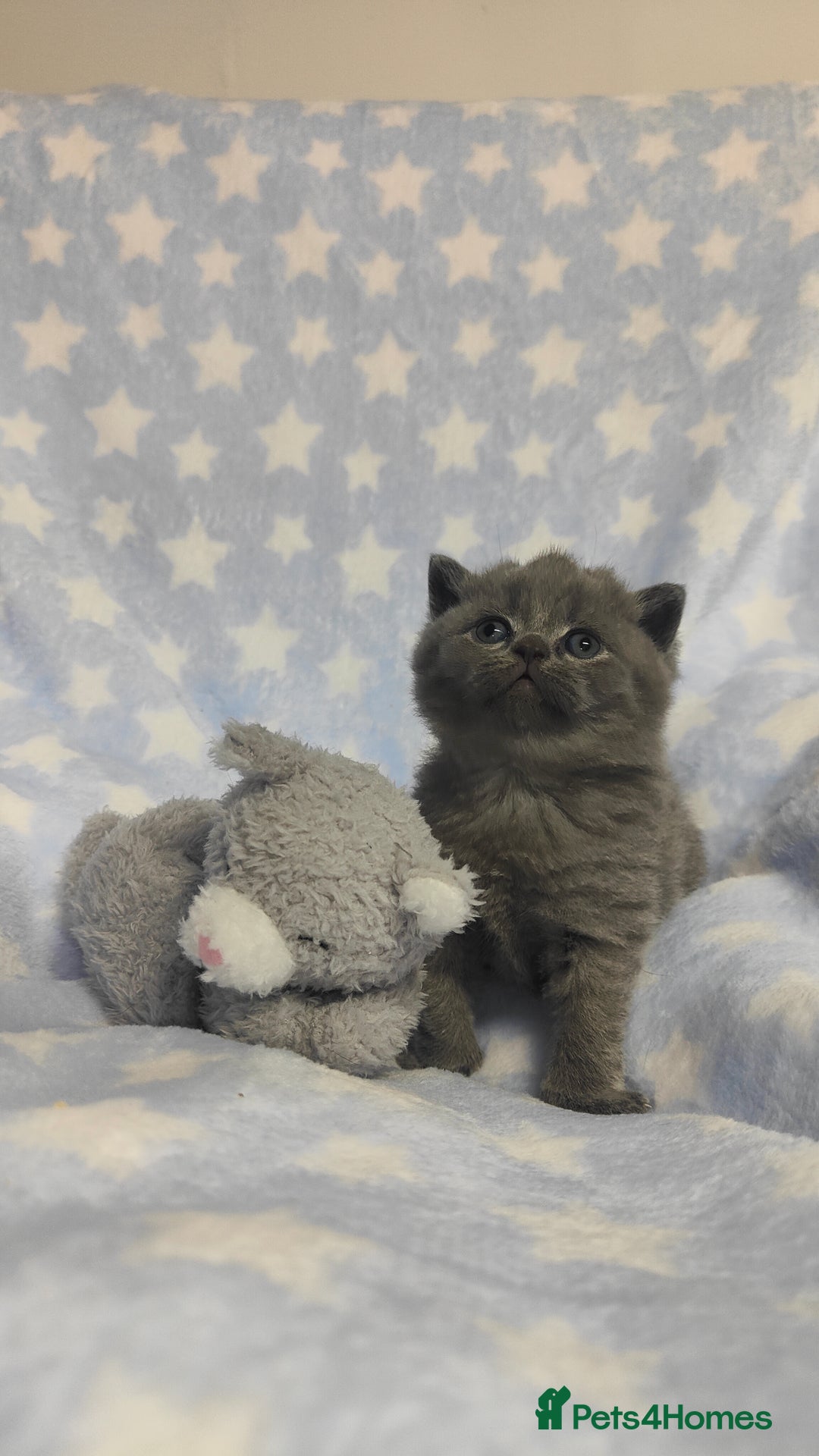 British Shorthair cats for sale: GCCF REGISTERED CHUNKY BRITISH SHORTHAIR KITTENS - Advert 10