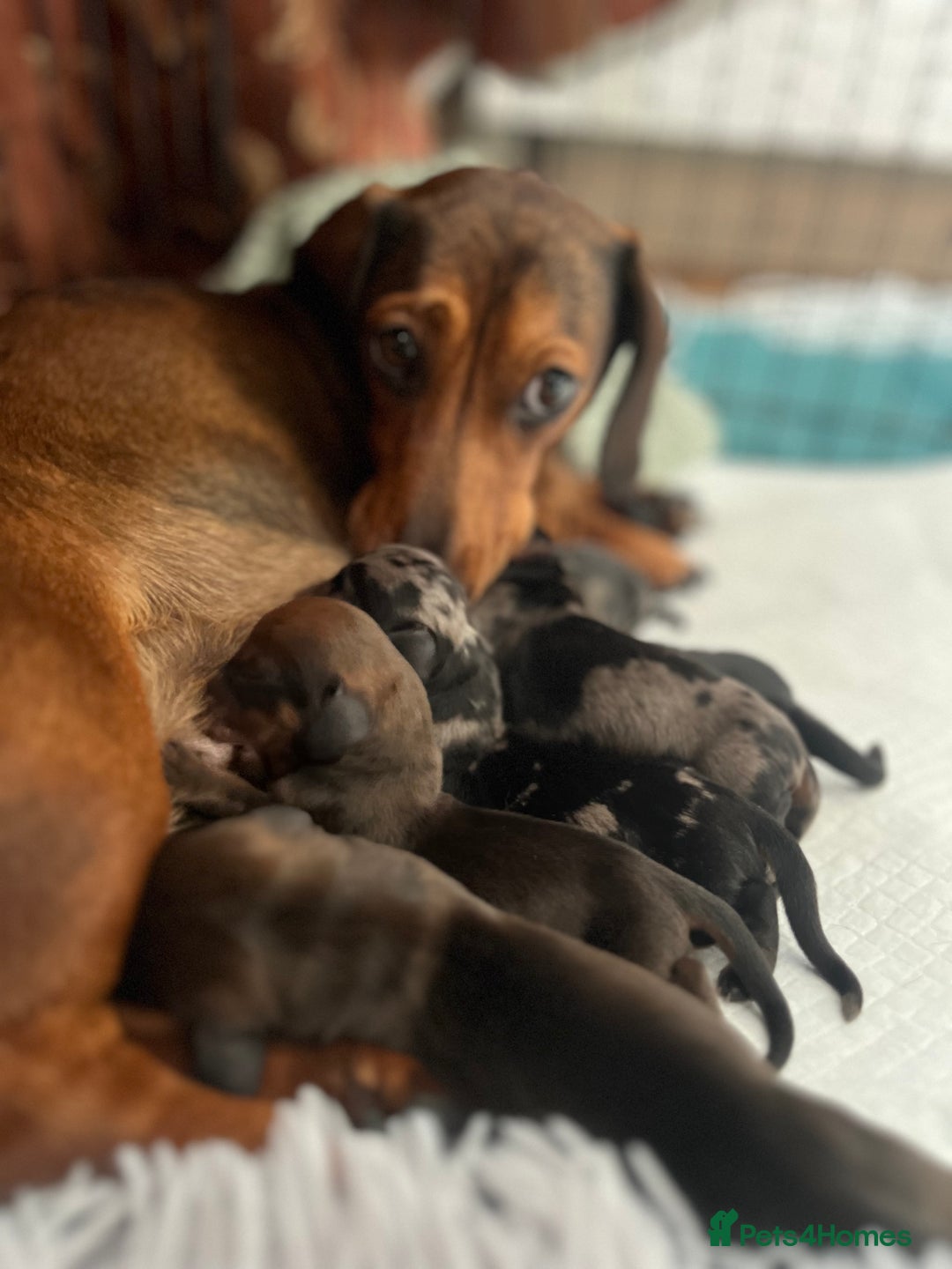 Dachshund dogs for sale: Miniature Dachshunds - Image 16