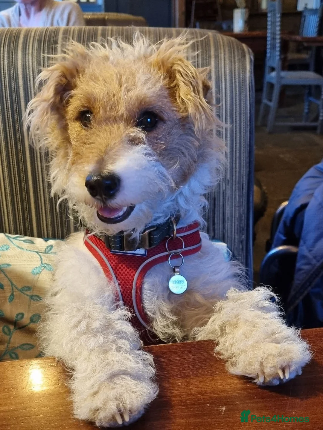 Fox Terrier dogs for sale: Fox terrier puppies  in Wimborne - Advert 1