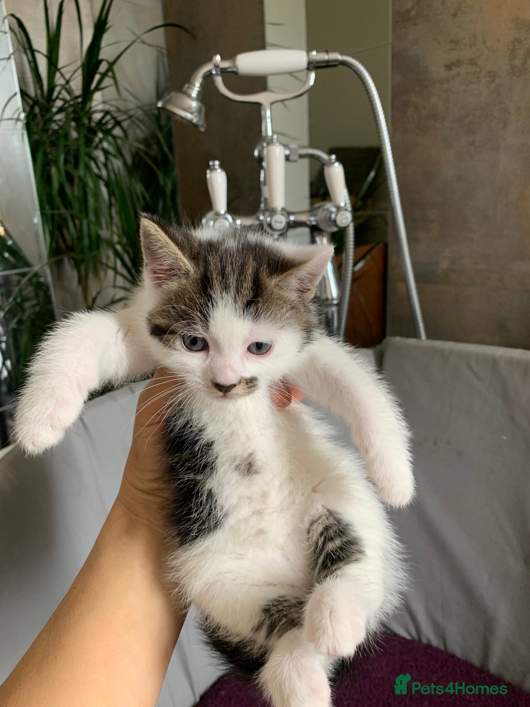 Mixed Breed cats for sale: Mixed breed Kittens  - Image 19