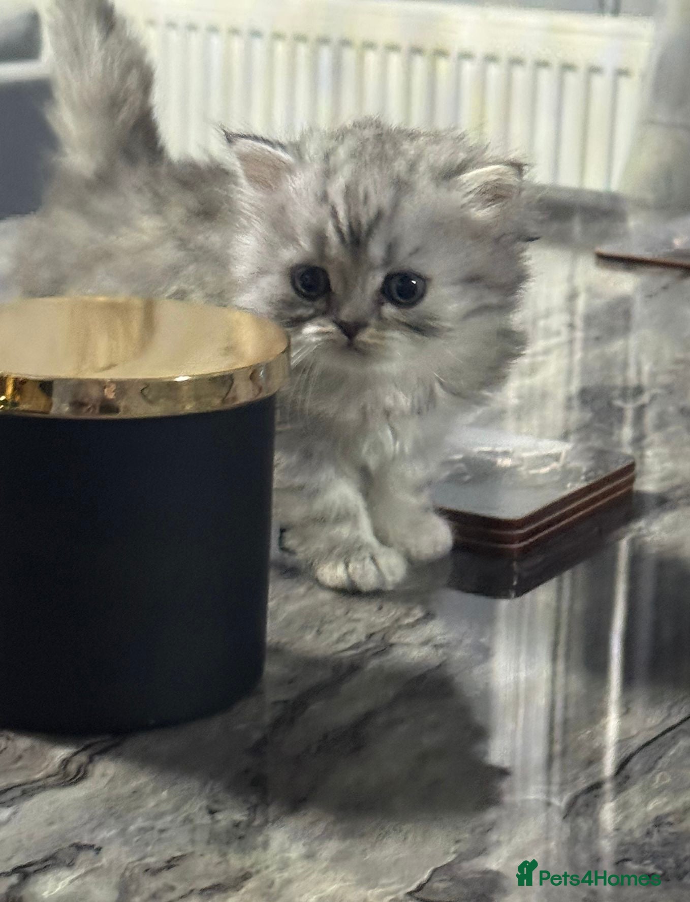 Persian cats Pure Persian long coat kitten’s - Advert 1