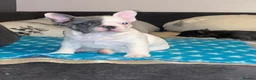 French Bulldog dogs for sale: Beautiful litter of 3 French bulldog boys  - Advert 6